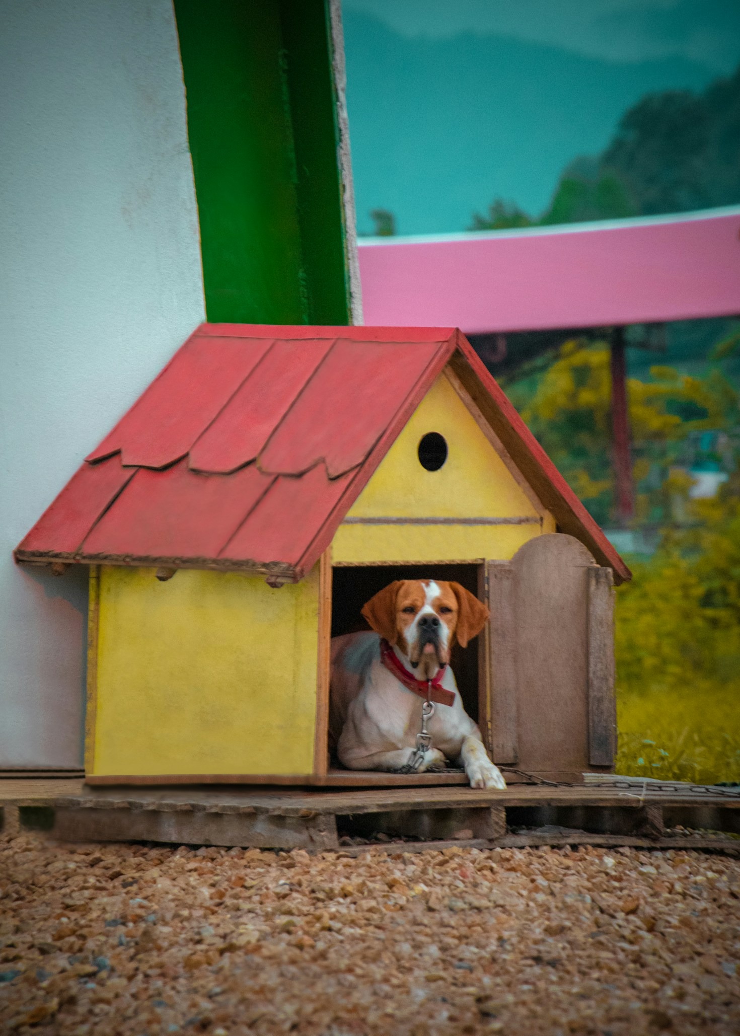 Mismo ADN, distintos perros… ¿por qué los cachorros de una misma camada no son iguales?